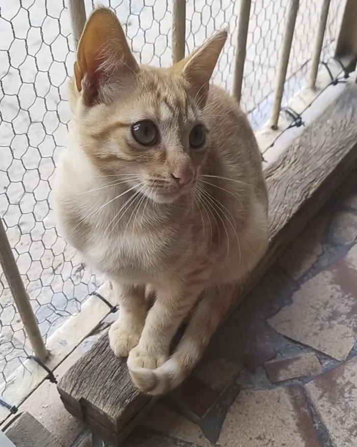 Feira de Adoção de Cães e Gatos em Jundiaí no Maxi Shopping - imagem 2