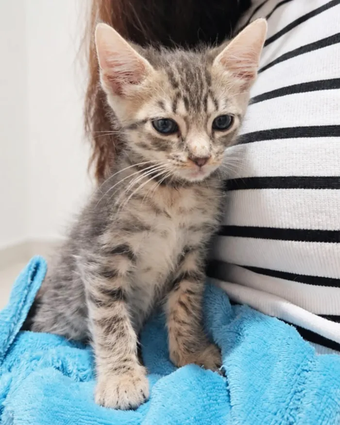 Feira de Adoção de Cães e Gatos em Jundiaí no Maxi Shopping - imagem 4