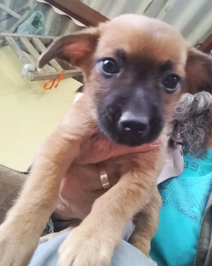Feira de Adoção de Cães e Gatos em Jundiaí no Maxi Shopping - imagem 5