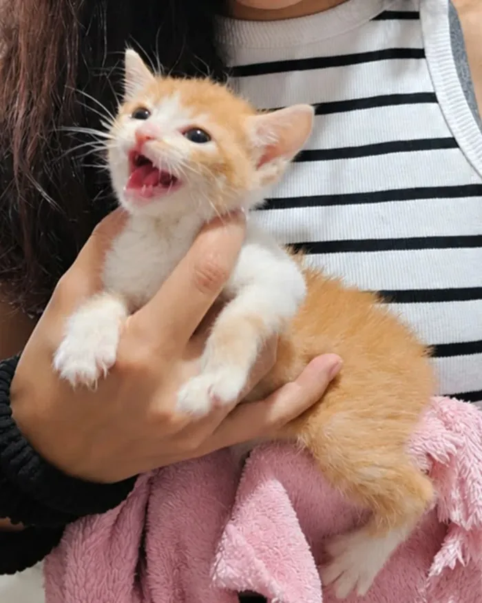 Feira de Adoção de Cães e Gatos em Jundiaí no Maxi Shopping - imagem 8