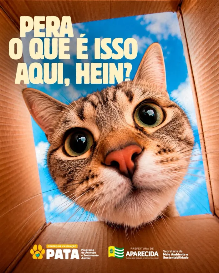 Evento de adoção em Aparecida de Goiânia acontece em 29 de outubro, das 9h às 12h, com cães e gatos à espera de uma família.