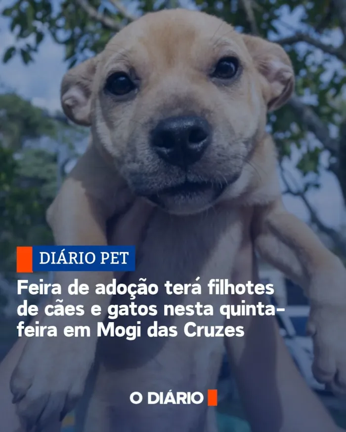 Feira de adoção em Mogi das Cruzes acontece em 29 de outubro, das 9h às 12h, com filhotes de cães e gatos vacinados e vermifugados.