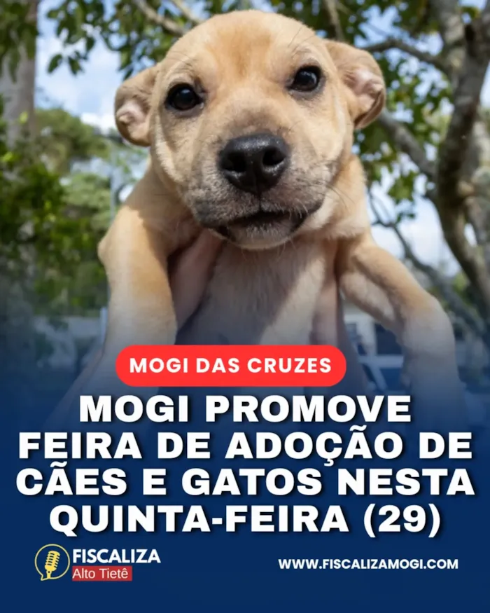 Feira de adoção em Mogi das Cruzes acontece em 29 de outubro, na Universidade Braz Cubas, com cães e gatos vacinados e vermifugados.