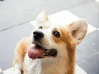Lar temporário para animais: como funciona e como ser