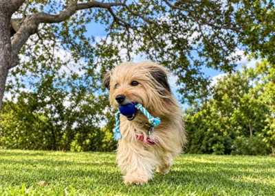 Feira de adoção de pets em Natal neste domingo (1º)