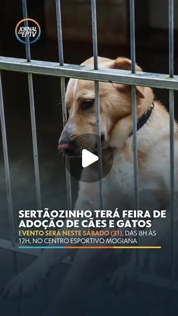 Feira de adoção de cães e gatos em Sertãozinho