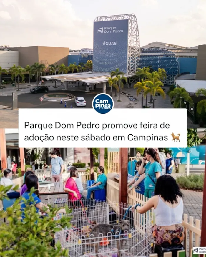 Feira de adoção de cães e gatos no Parque Dom Pedro, em Campinas, neste sábado (31/10) das 11h às 14h. Conheça animais e receba orientações sobre adoção