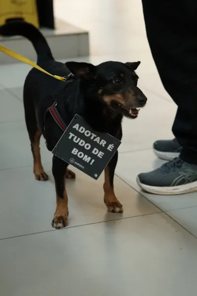 Adoção de cães e gatos no Carrefour Porto Alegre