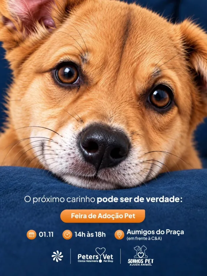 Feira de adoção em Santa Maria no Praça Nova SM - imagem 4