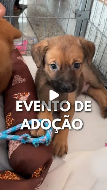 Feira de adoção em Bauru no Boulevard Shopping