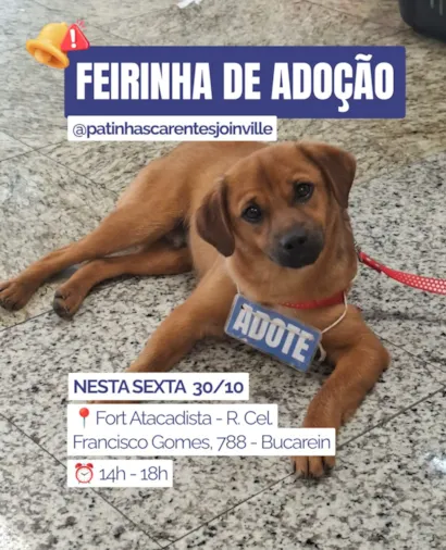 Feirinha de adoção em Joinville para cães e gatos