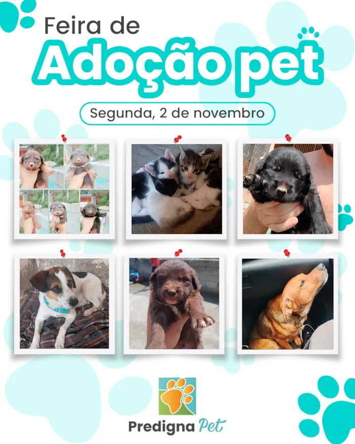 Feira de adoção em Jundiaí acontece em 2 de novembro, no Memorial Parque da Paz, com cães e gatos à espera de um lar responsável.