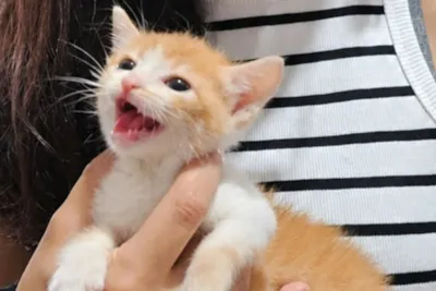 Feira de adoção de cães e gatos em Jundiaí