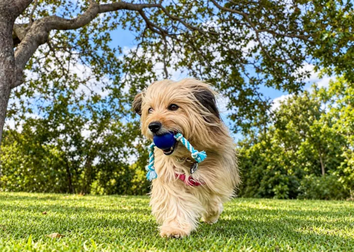 Feira de adoção acontece em Natal no domingo, 1º de novembro, a partir das 16h, com cães e gatos à espera de um lar responsável.