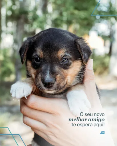 Adote um Pet: evento de adoção em Rio de Janeiro