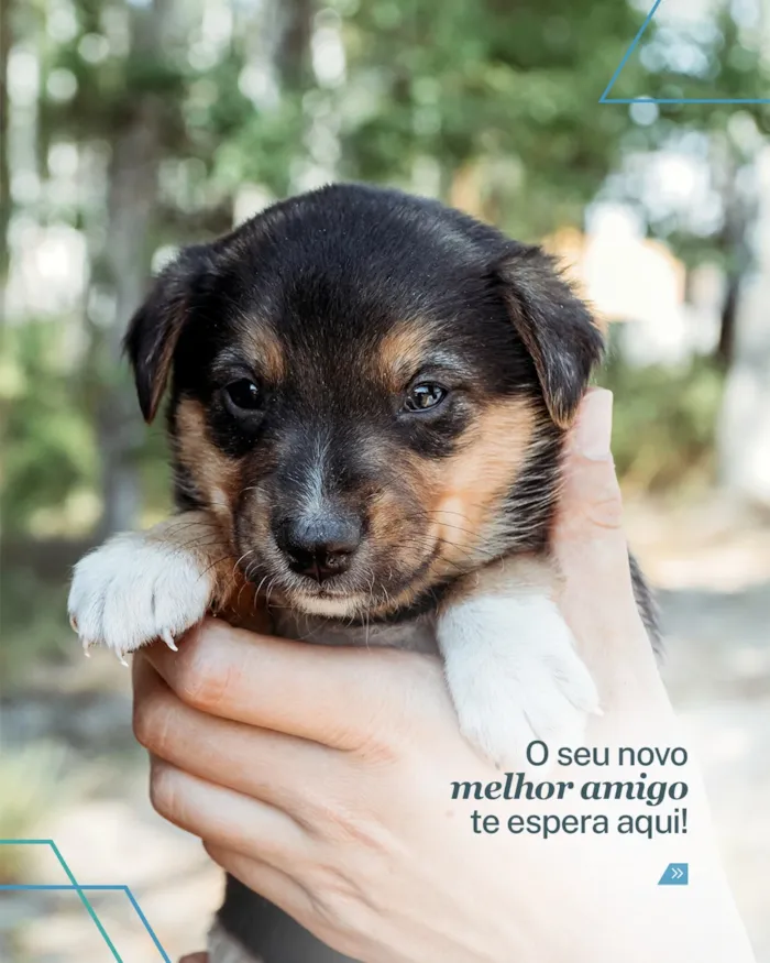 Feira de adoção no Rio de Janeiro em 14 de novembro, das 12h às 17h, reúne cães e gatos que esperam por um novo lar.