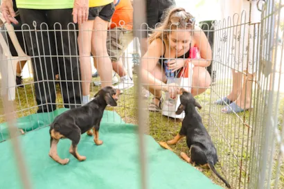 Feira de adoção do FestCão 2026 acontece em Mogi