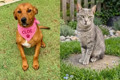 Feira de adoção de cães e gatos em São Roque neste sábado