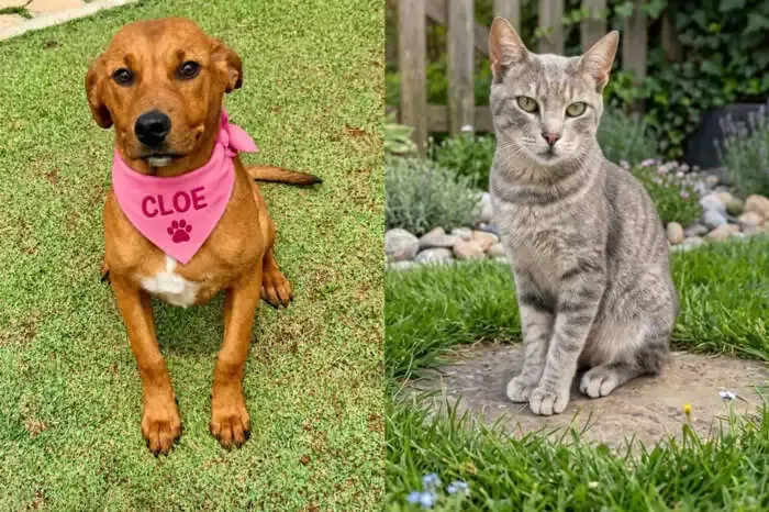Feira de adoção de cães e gatos em São Roque no dia 31 de outubro, das 9h às 13h, no Largo dos Mendes. O evento também oferecerá vacinação antirrábica
