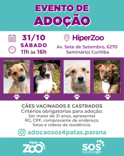 Evento de adoção em Curitiba acontece em 31 de outubro, das 11h às 16h, com cães vacinados e castrados à procura de um lar.