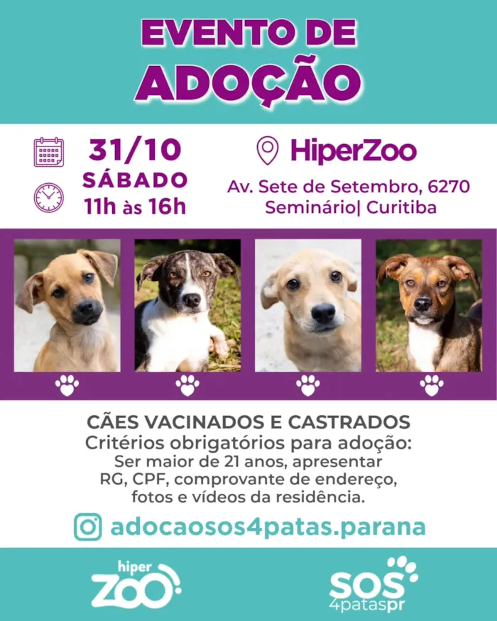 Evento de adoção em Curitiba acontece em 31 de outubro, das 11h às 16h, com cães vacinados e castrados à procura de um lar.