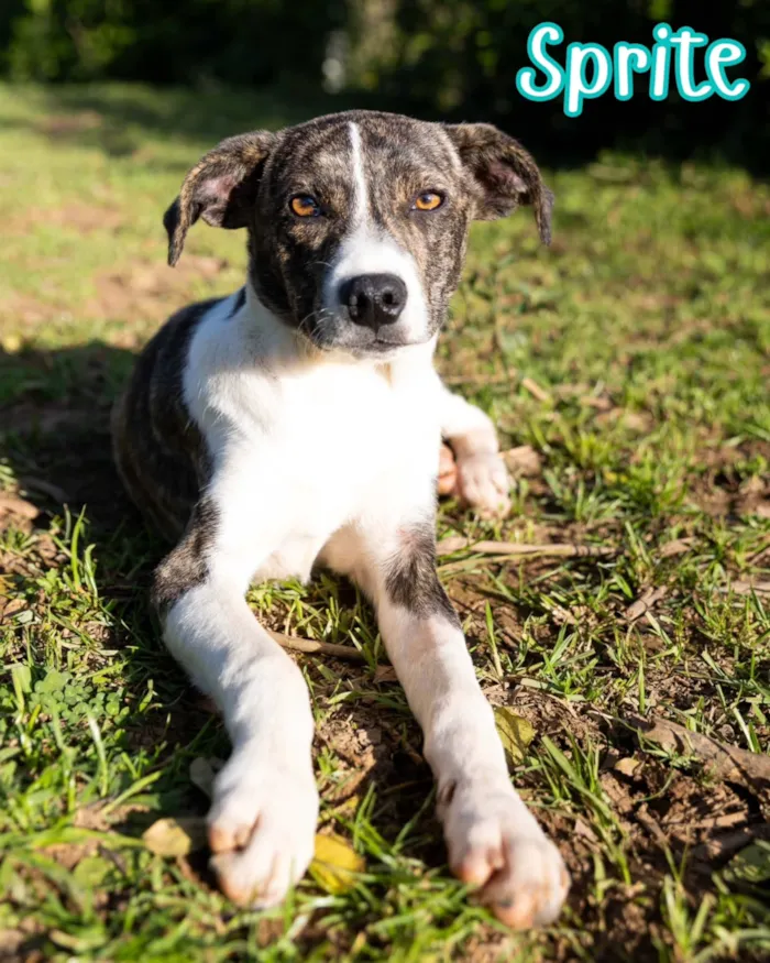 Evento de adoção de cães resgatados em Curitiba - imagem 2