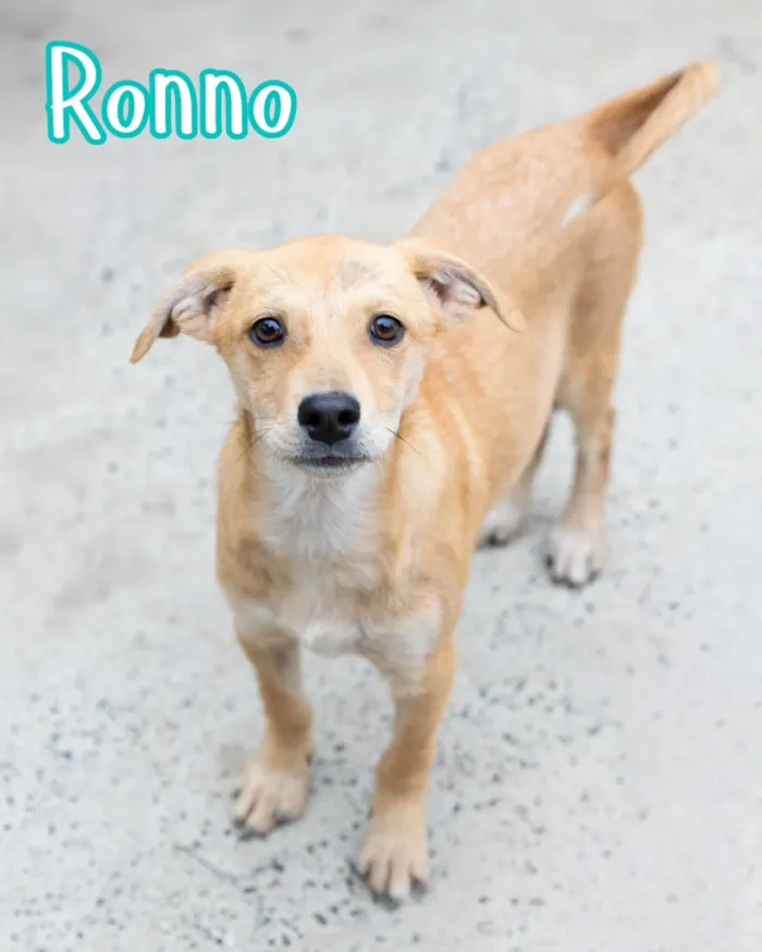 Evento de adoção de cães resgatados em Curitiba - imagem 3