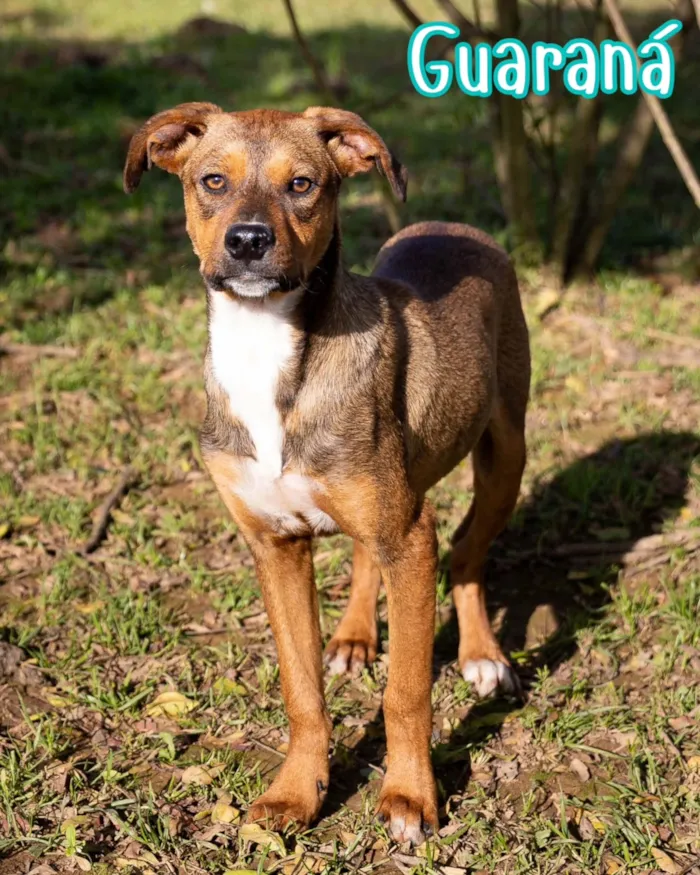 Evento de adoção de cães resgatados em Curitiba - imagem 4
