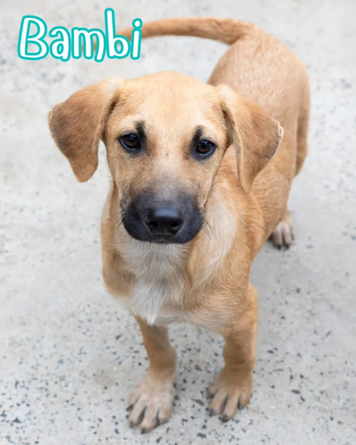 Evento de adoção de cães resgatados em Curitiba - imagem 7
