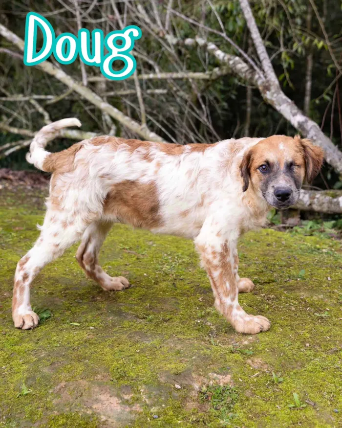 Evento de adoção de cães resgatados em Curitiba - imagem 9