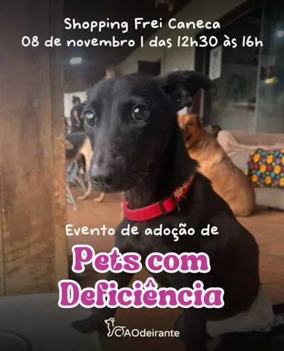 Evento de adoção de pets com deficiência em São Paulo