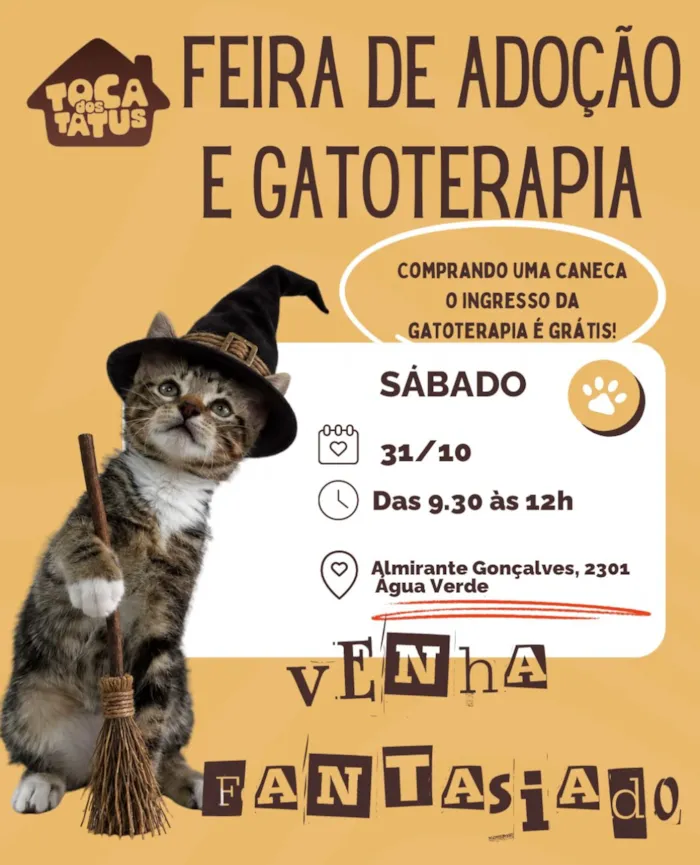 Feirinha de adoção de gatos em Curitiba ocorre em 31 de outubro, das 9h30 às 12h, com gatoterapia e orientação para adotar.