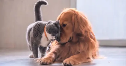 Feira de adoção em Belém acontece em 31 de outubro, das 10h às 17h, com cães, gatos e 300 doses de vacina antirrábica gratuita.