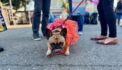 Feirinha de adoção no Halloween em São Caetano