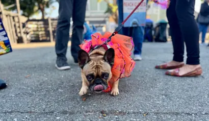 Feirinha de adoção no Halloween em São Caetano