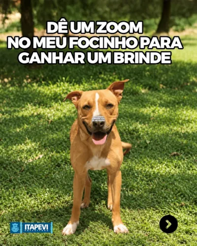 Feira de adoção responsável de cães em Itapevi