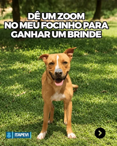 Feira de adoção responsável de cães em Itapevi