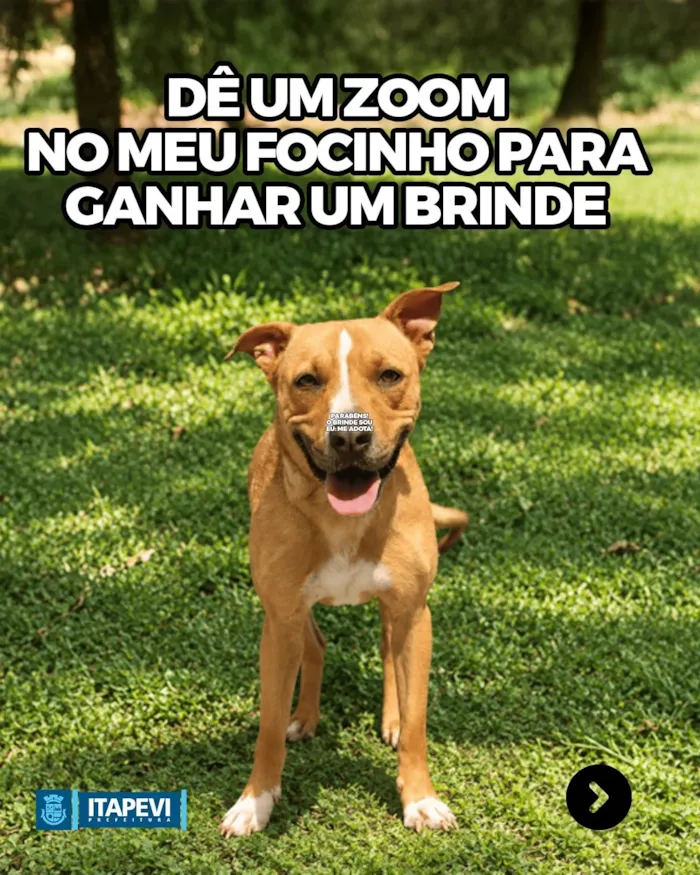 Feira de cães e gatos em Itapevi acontece em 31 de outubro, das 10h às 14h, com adoção responsável na Praça 18 de Fevereiro.