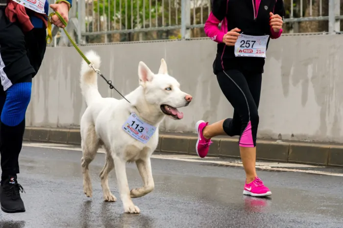 Feira de adoção em Campina Grande ocorre em 14 e 15 de novembro, com cães e gatos, vacinação antirrábica e orientação responsável.