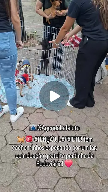 Ação de adoção responsável em Conselheiro Lafaiete