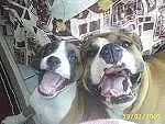 Domingo 2/8 as 9h será dia de "Cãominhada" em CGde-MS