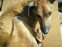 Clique Aqui e Alimente um Cão Carente.