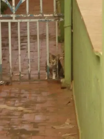 PRECISAMOS Urgente da sua Ajuda !