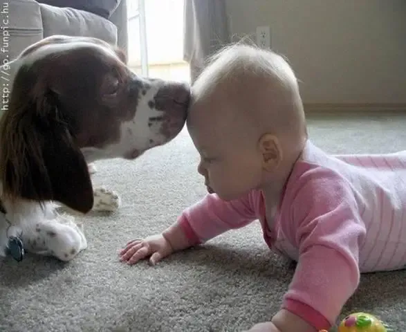 Os Animais fazem BEM até para os BEBES.