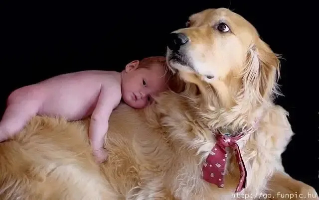 Os Animais fazem BEM até para os BEBES.