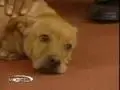 Superando Problemas de Bem-Estar Animal