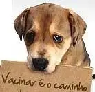 Campanha CINOMOSE AQUI NÂO