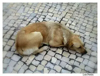Saiba ONDE Abandonar seu Animal !