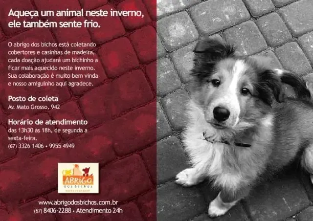 CAMPANHA DO AGASALHO ANIMAL - Coletas de Cobertores, Casinhas, ...