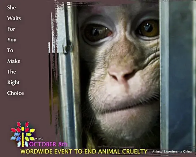 WEEAC BRAZIL - Blumenau SC